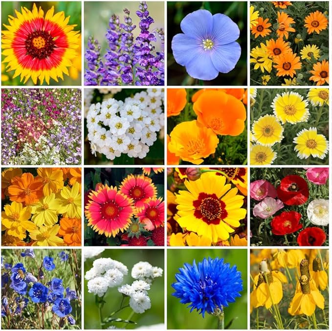 Park Seed Grow Your Own Vibrant Annual and Perennial Wildflower Garden Mixture, Easy to Grow Varieties for Pollinators and Spring Gardens - Dry Places Mix, 1/4 lb