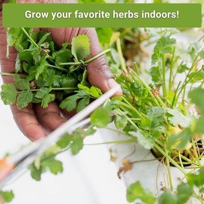 Sow Right Seeds - Hydroponic Herb Seeds for Planting - Basil, Thyme, Cilantro, Parsley & Oregano Seeds for Planting and Growing a Hydroponic Garden Indoors - Perfect for Your Growing Tower or System
