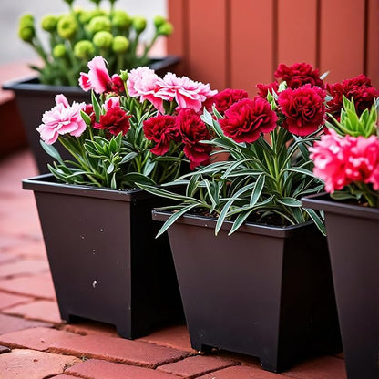 Square Nursery Pots 60Pcs 3" Deep Succulent Plastic Pots Small Flower Planter Seeds Starter Germination Pots for Plants, Succulent, Flower