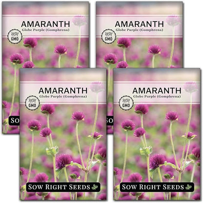 Sow Right Seeds - Purple Globe Amaranth Seeds for Planting - Non-GMO Heirloom Packet with Instructions to Plant & Grow an Outdoor Home Flower Garden - Gomphrena Pompom Flowers - Use Dried for Tea (4)