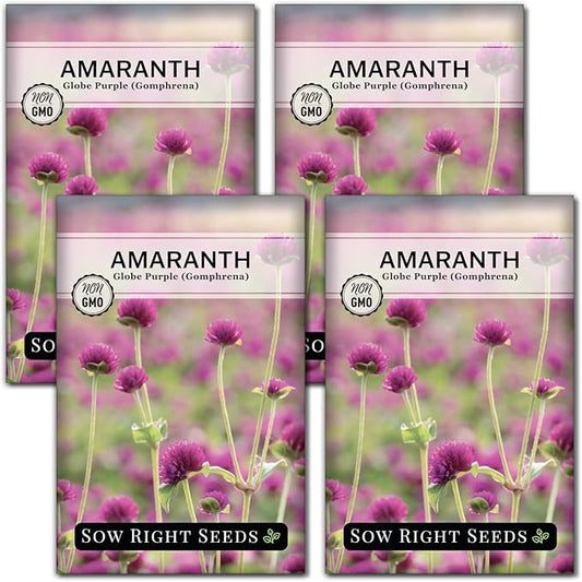 Sow Right Seeds - Purple Globe Amaranth Seeds for Planting - Non-GMO Heirloom Packet with Instructions to Plant & Grow an Outdoor Home Flower Garden - Gomphrena Pompom Flowers - Use Dried for Tea (4)