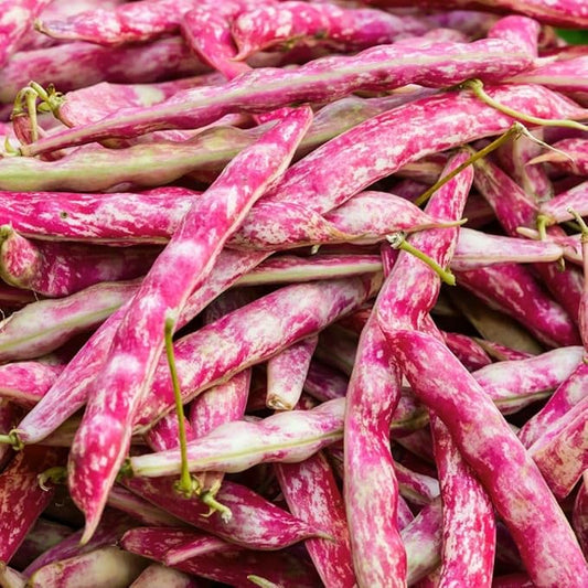 TomorrowSeeds - Pink Cranberry Bean (Taylor) Seeds - 60+ Count - for 2026 Planting Heirloom Italian Borlotti French Pinto Broad Beans Taylor Horticultural Speckled Bays Vegetable Grow Your Own Home