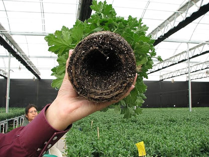Root Warrior. Set of 12 Multi Pack. Air Prunes Roots. Prevents Overwatering. Indoor and Outdoor. Year Round Container Gardens and houseplants. Reusable. Great Gift Idea for The Gardener.