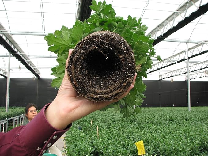 Air Prunes Roots in Container-Grown Plants. Set of 5. Large. Prevents Root Rot and Overwatering. Stronger, Healthier Plants. Indoor. Outdoor. Reusable.