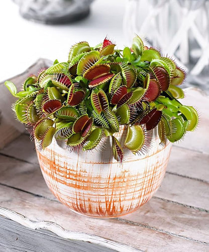 Carnivorous Plant Soil Mix for Repotting 4 QT, All Natural Ingredients Great for Venus, Sundews, and Pitcher Plants