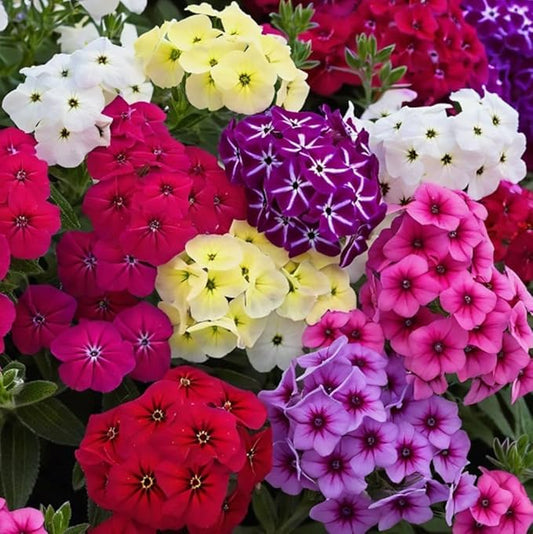 200PCS Dwarf Mix Phlox Seeds Perennial Flower Butterfly Bee Plant Seeds