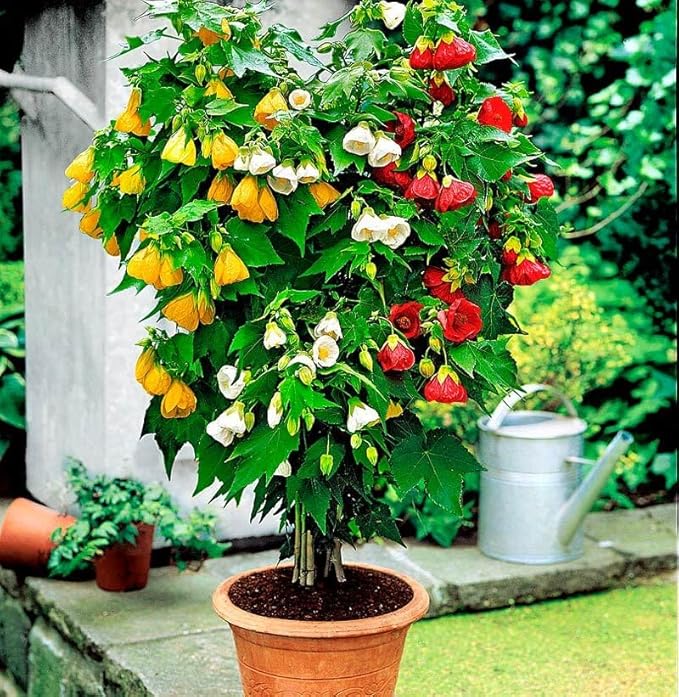 Seeds Abutilon Mix (Flowering Maple) Perennial Flowers