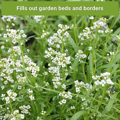 Sow Right Seeds - Sweet Alyssum Flower Seed Collection for Planting - White, Purple, Pink, and Yellow Blossoms - Non-GMO Heirloom Varieties to Plant in Home Garden - Groundcover with Tiny Blooms
