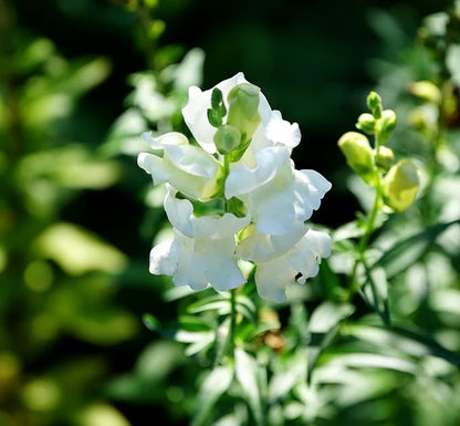 Snapdragon Flower Seeds Mixed - 2000Pcs Mix Snapdragon Flower Seeds for Planting Outdoor Snapdragon Flower Home Garden Balcony Multicolor Flowers Seeds