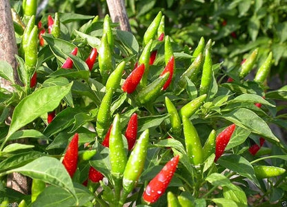 Vietnamese Chili - 50 Seeds(Capsicum annuum)'Ot Hiem',Mean Pepper or Tear Jerker