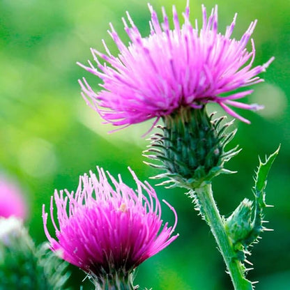 Seeds Milk Thistle/Blessed Milkthistle/Purple Blessed/Non GMO/Heirloom