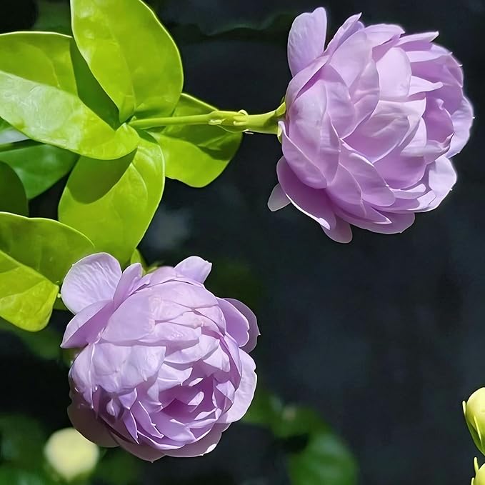 Mix Climbing Double Jasmine Seeds for Planting, 250+pcs Perennial Fragrant Climbing Jasmine Flower Seeds Plants, Heirloom Non-GMO Beauty Climber Flowers for Home Garden Outdoors