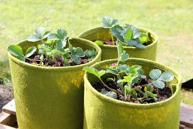 Tierra Garden 50-VIG08 Haxnicks 1.3 Gallon Vigoroot Pots, 3-Pack