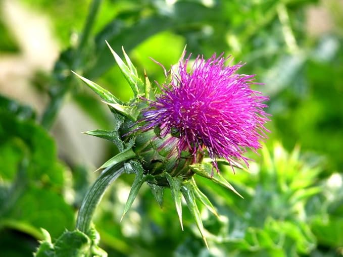 Seeds Milk Thistle/Blessed Milkthistle/Purple Blessed/Non GMO/Heirloom