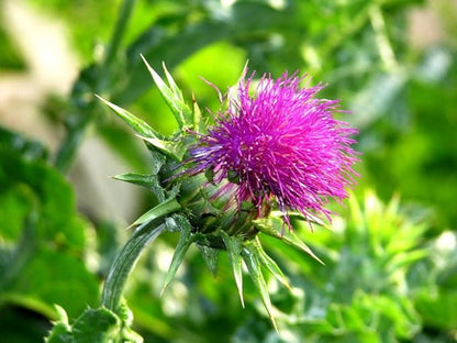 Seeds Milk Thistle/Blessed Milkthistle/Purple Blessed/Non GMO/Heirloom