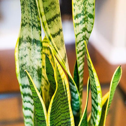 Perfect Plants Liquid Snake Plant Fertilizer | 8oz. of Premium Concentrated Sansevieria Food | Use with Mother-in-Laws Tongue and Other Varieties