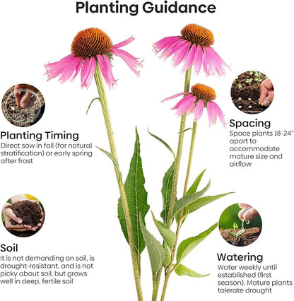 Purple Coneflower Seeds 1 OZ, Perennial Open Pollinated Non-GMO Echinacea Seeds Grown in The USA, Cone Flower Seed for Planting, USDA 3-9