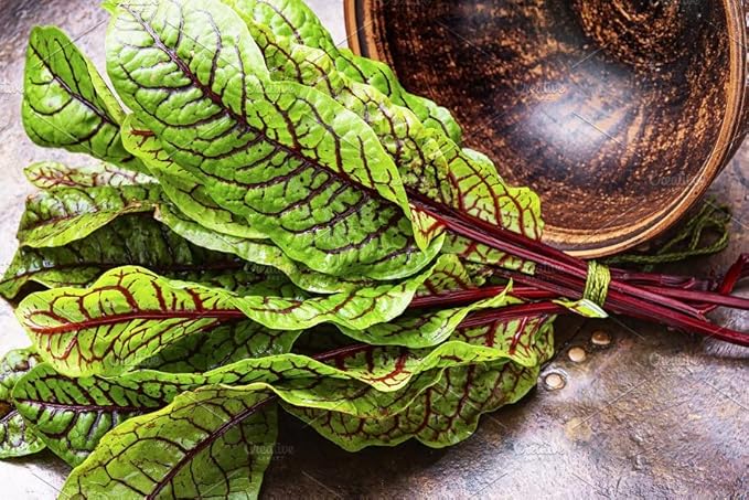 Seeds Herb Sorrel Bloody Dock Red Veined - 100 Seeds