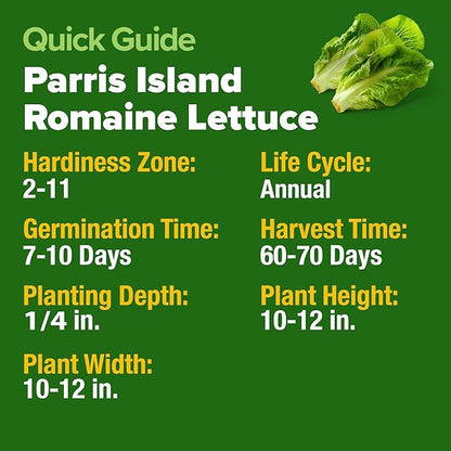 HOME GROWN Romaine Lettuce Seeds, Paris Island Bulk Pack, 7000+ Lettuce Seeds for Planting, High Germination Heirloom Vegetable Seeds,Works Indoor in Hydroponic Garden and Outdoor