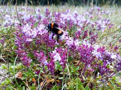 Wild Thyme Seeds – 20,000+ Seeds, Perennial Ground Cover Plant for Outdoor Garden & Landscaping
