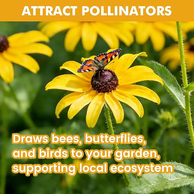 5000+ Black Eyed Susan Seeds for Planting, Wildflower Seeds for Pollinator Gardens Planting, Non-GMO Heirloom Flower Seeds to Plant Outside & Inside, Borders, Containers, Rudbeckia hirta