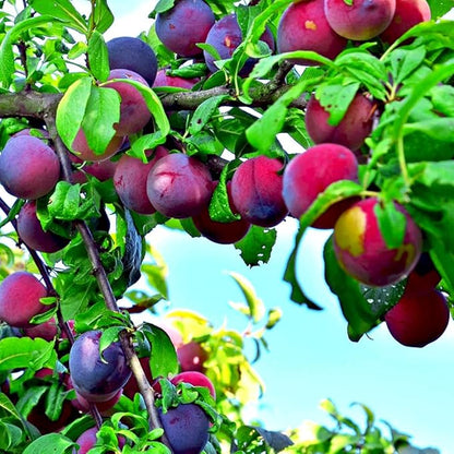 10+ Wild Plum Trees Fruit Seeds for Planting Outdoor-Perennial Native Prunus Seeds Americana Non-GMO Heirloom Fruit Trees Seed for Home Outdoor Garden
