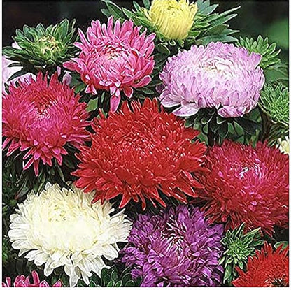 Duchess Aster Mixed Colors Seeds - 1000 Seeds Approximately