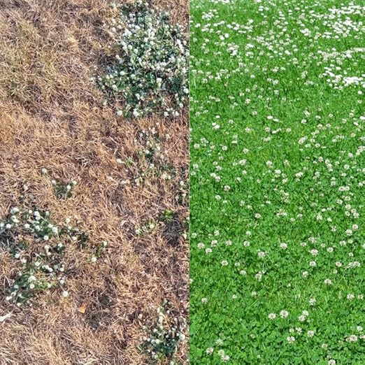 CloverMAXX Liquid Clover Fertilizer for Food Plots- 3-18-18 Foliar Application - Concentrated and Easy to Apply - 1/2 Gallon Covers 1 Acre - for Clovers, Alfalfa, and Other Legumes