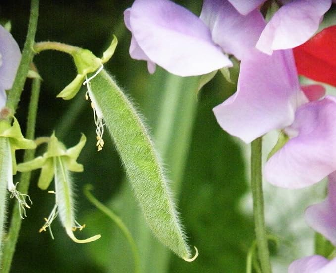 Sweet Pea Seeds 100 Seeds - Non-GMO Heirloom Seeds Brightly Colored Flowering Vines for Pergolas, Flower Beds, Balconies and Patios