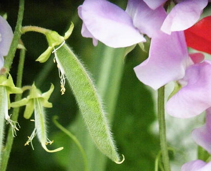 Sweet Pea Seeds 100 Seeds - Non-GMO Heirloom Seeds Brightly Colored Flowering Vines for Pergolas, Flower Beds, Balconies and Patios