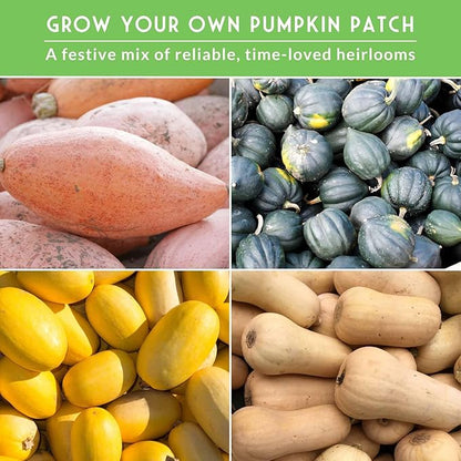 Winter Squash Variety Pack – 4 Heirloom Types for Planting: Butternut, Acorn, Pink Banana & Spaghetti – Non-GMO Garden Vegetables – Survival Garden Seeds