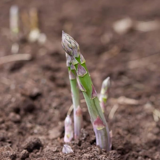 Seed Needs Asparagus Seeds for Planting Mary Washington Asparagus - Non-GMO Heirloom & Untreated Perennial Vegetable Seed to Plant an Outdoor Home Grown Garden (5 Packs)