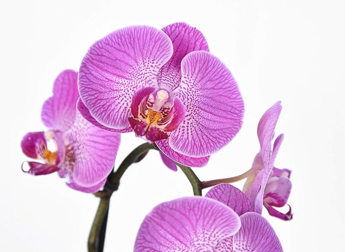 Orchid Food by Perfect Plants - Resealable 5oz. Bag - Bloom Booster for All Orchid Types - Nutrients for a Healthy Phalaenopsis