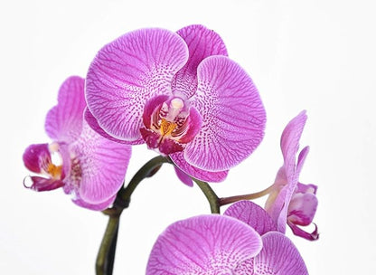 Orchid Food by Perfect Plants - Resealable 5oz. Bag - Bloom Booster for All Orchid Types - Nutrients for a Healthy Phalaenopsis