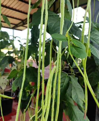 Green 100+ Seeds Snake Oriental Yard Long Pole Bean Seeds for Planting Noodle Beans Heirloom Non-GMO Delicious Vegetable Seeds