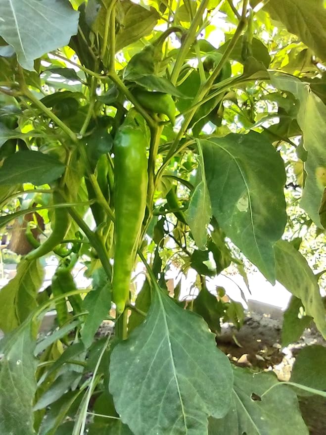 Sandia Chile Seeds from Hatch New Mexico | Hot Green Chili | Red Chili Peppers | Heritage Non-GMO | Produced for 2026