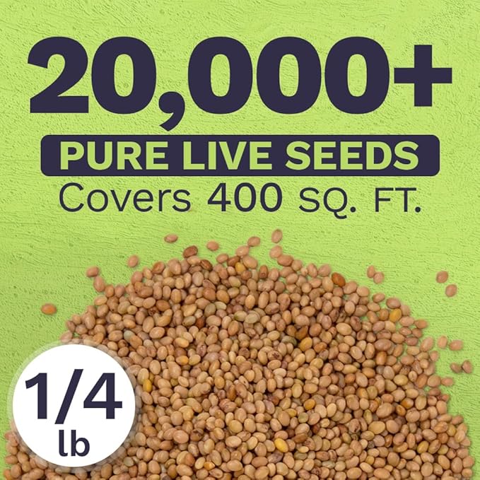 Crimson Clover Seeds – Bulk Quarter Pound Bag – Over 20,000 Open Pollinated Non-GMO Seeds – Trifolium incarnatum