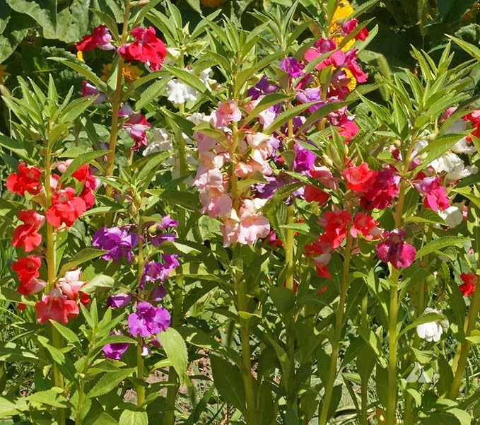 Seeds Balsam Camellia Flowered Mix - Impatiens balsamina - Annual Flowers for Planting - GMO Free