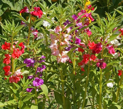 Seeds Balsam Camellia Flowered Mix - Impatiens balsamina - Annual Flowers for Planting - GMO Free