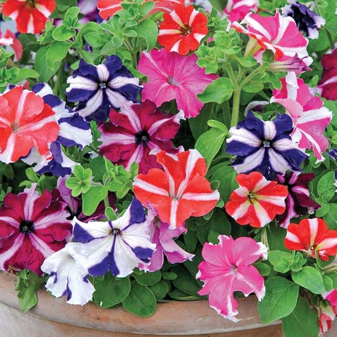 Seeds Petunia Starfall F1 Mix - Annual Flowers for Planting - GMO Free