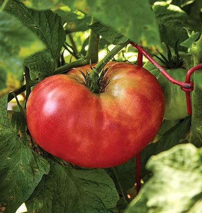 Burpee 'Brandywine', Pink Beefseak Tomato, 90 Non-GMO Seeds