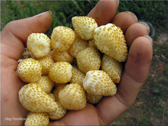 Seeds Alpine Strawberry Everbearing 'Yellow Wonder' Non GMO Heirloom