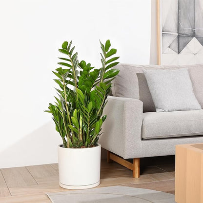 Kazeila 12 Inches Ceramic Planter Pot - Saucer and Drainage Hole - Full Glazed - Matte White