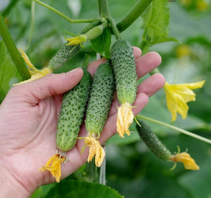 Seeds Vegetable Cucumber Envy of The Neighbors F1 Early for Pickling - 30 Seeds