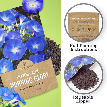 Morning Glory Seeds Heavenly Blue - Bulk 1/4 Pound Bag - Over 4,000 Fresh Flower Seeds