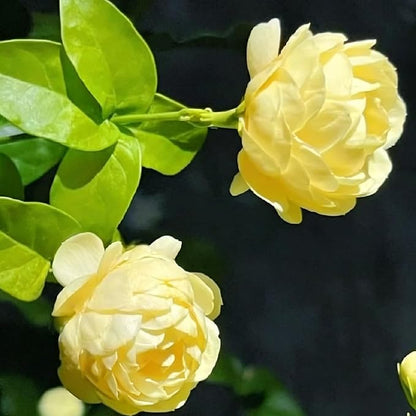 Mix Climbing Double Jasmine Seeds for Planting, 250+pcs Perennial Fragrant Climbing Jasmine Flower Seeds Plants, Heirloom Non-GMO Beauty Climber Flowers for Home Garden Outdoors