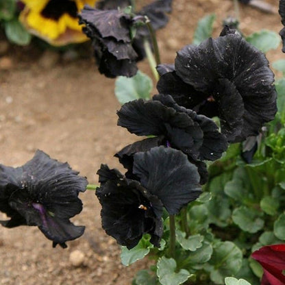 Seed Needs, Clear Crystals Black Pansy Seeds - 600 Heirloom Seeds for Planting Viola x wittrockiana - Deep Burgundy/Black Blooms, Edible Flowers (2 Packs)
