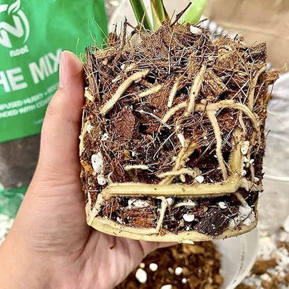 Noot Potting Soil Mix for Indoor & House Plants – 1 Gallon – Orchid, Succulent, Cactus, Aroid, Houseplant, Monstera – Bio-Organic – Fast Draining – Rapid Root Growth – Pre-Soaked & Ready to Use
