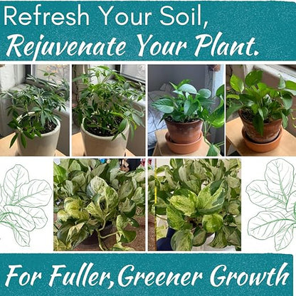 Houseplant Soil Conditioner & Probiotic – Organic Growth Booster (1-1-4) for Rejuvenating Tired Plants | Improves Soil Structure & Nutrient Availability for Stronger Roots & Fuller Leaves | 4 oz
