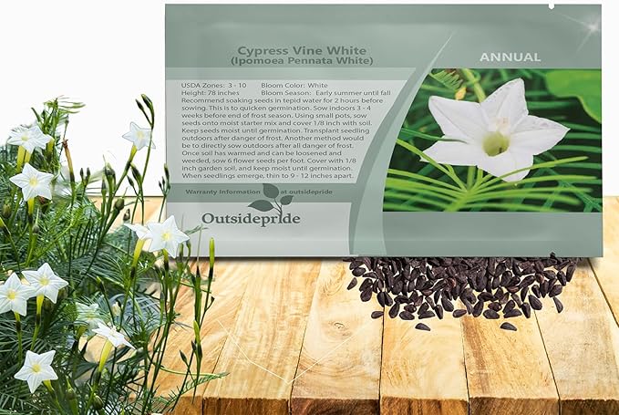 Outsidepride White Cypress Vine Seeds - 200 Pcs Annual Flower Seeds with Nectar-Rich, Star-Shaped Flowers & Feathery, Fern-Like Leaves for Fences, Trellises, Pergolas & Vertical Gardens